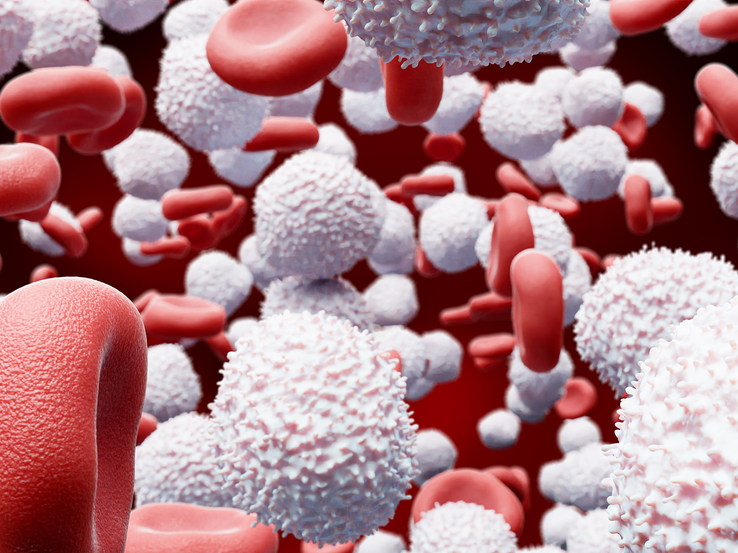 white and red blood cells 