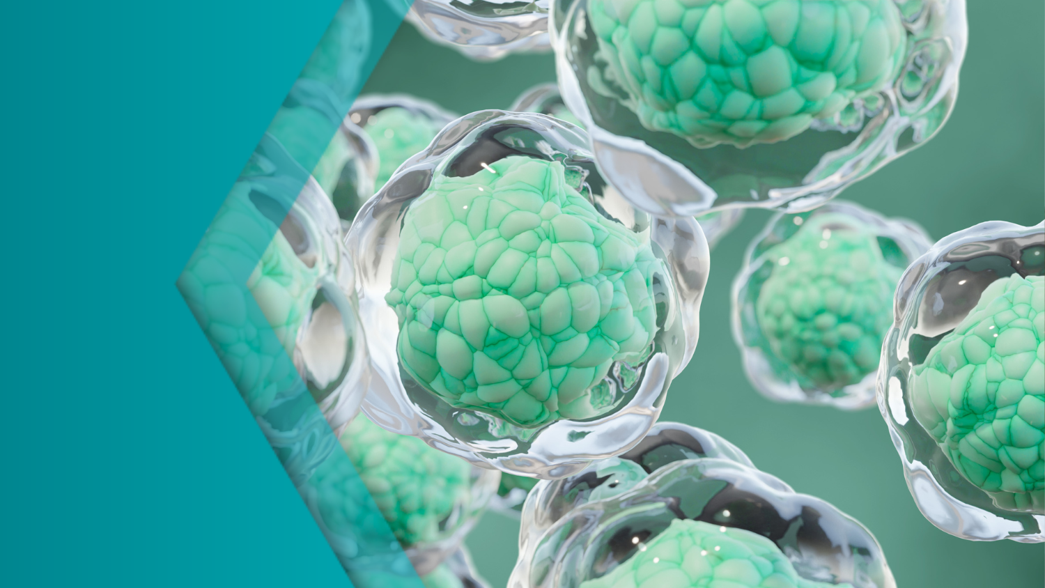 Terumo Blood and Cell Technologies Appoints Liza Loidolt as General Manager of Cell and Gene Therapy Business